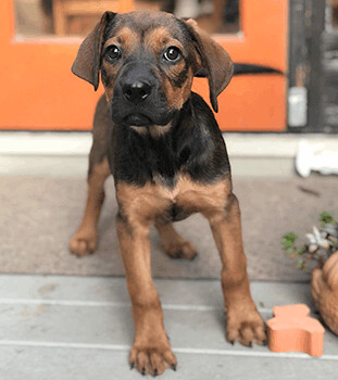 Boom Chocolata, an adopted German Shepherd Dog Mix in Oakland, CA_image-1