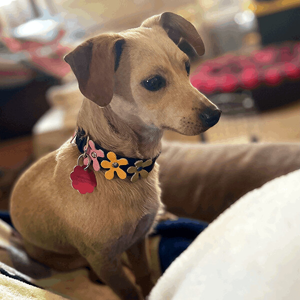 Goldie, an adopted Chihuahua & Terrier Mix in Oakland, CA_image-4