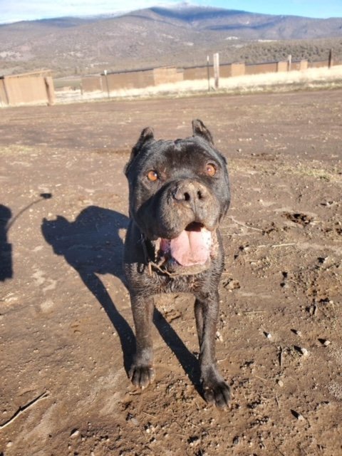 Onyx, an adoptable Cane Corso & Terrier Mix in Yreka, CA_image-2