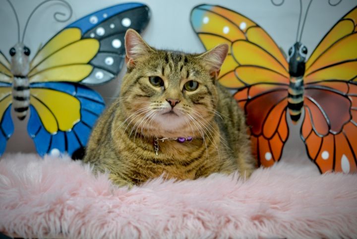 Starla, an adoptable Tabby in Sevierville, TN_image-2