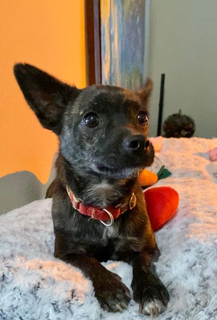 Teddy, an adoptable Chihuahua in Ramona, CA_image-1