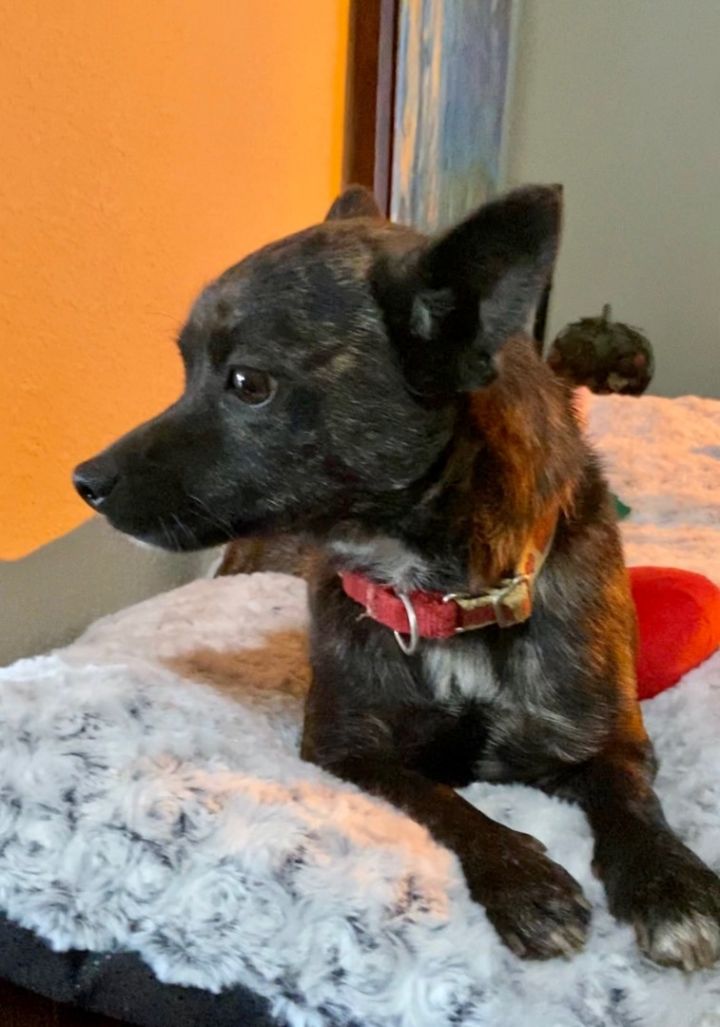 Teddy, an adoptable Chihuahua in Ramona, CA_image-2