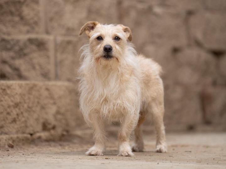 Calvin, an adoptable Terrier Mix in Ramona, CA_image-2