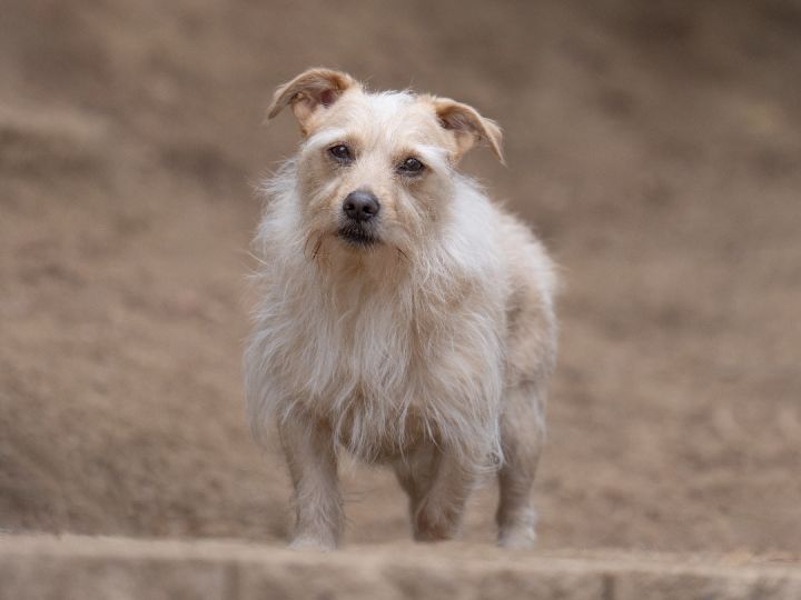 Calvin, an adoptable Terrier Mix in Ramona, CA_image-4