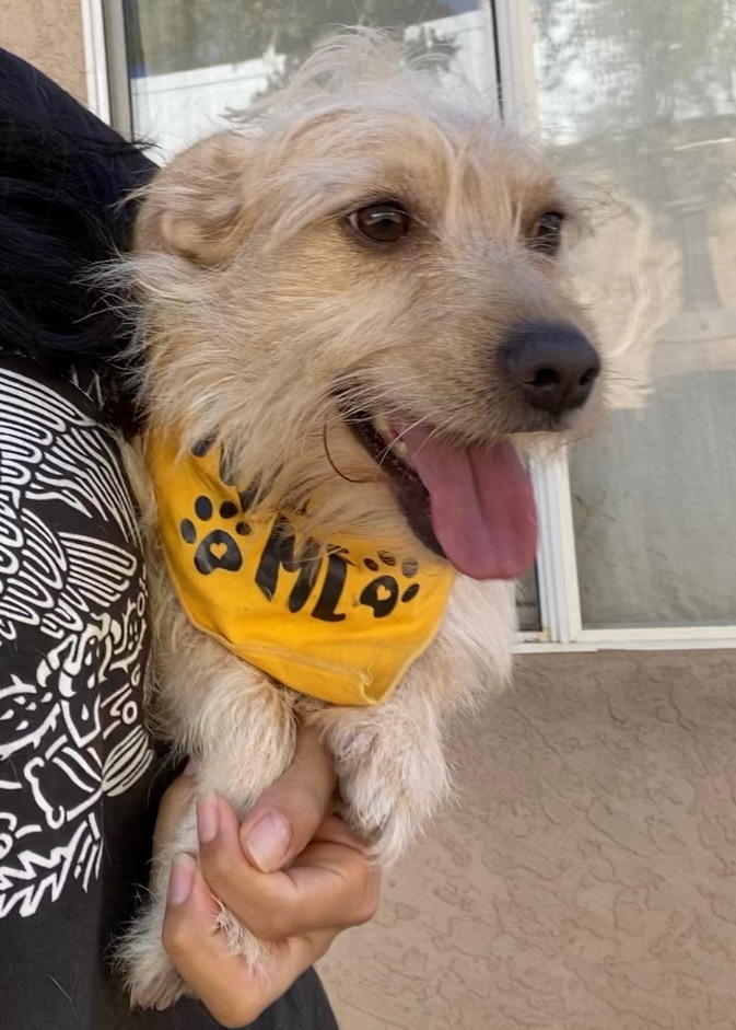 Calvin, an adoptable Terrier Mix in Ramona, CA_image-6