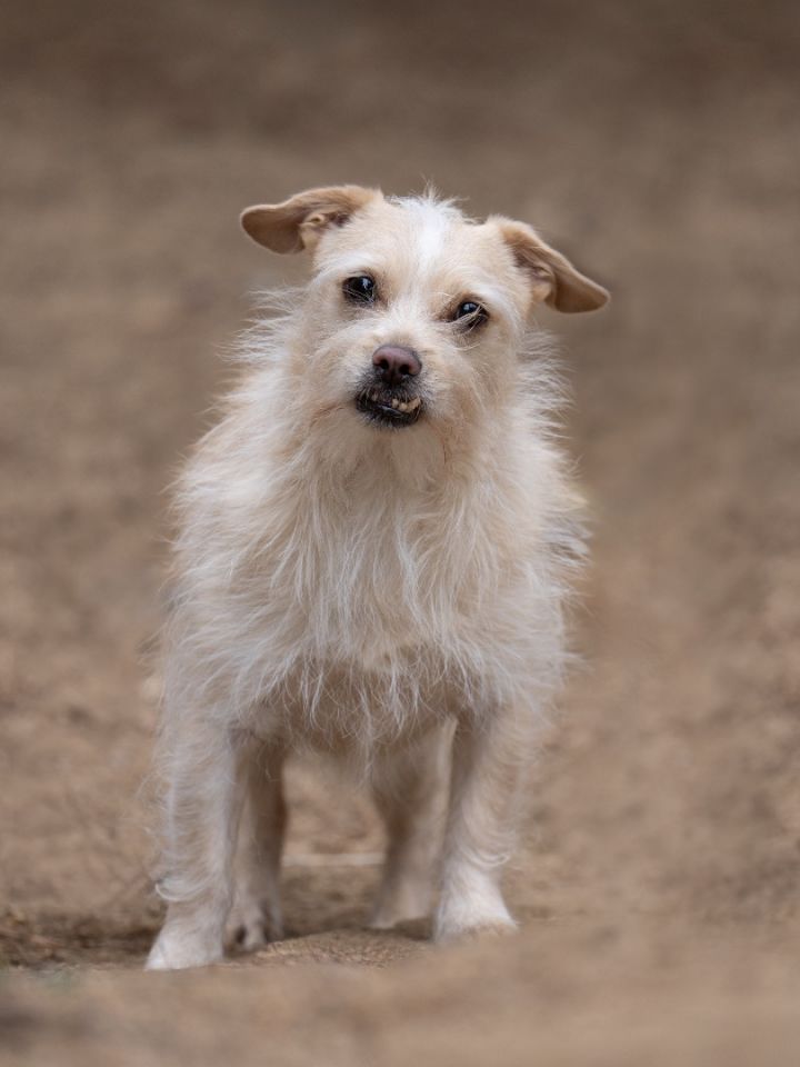 Angel, an adoptable Terrier Mix in Ramona, CA_image-2