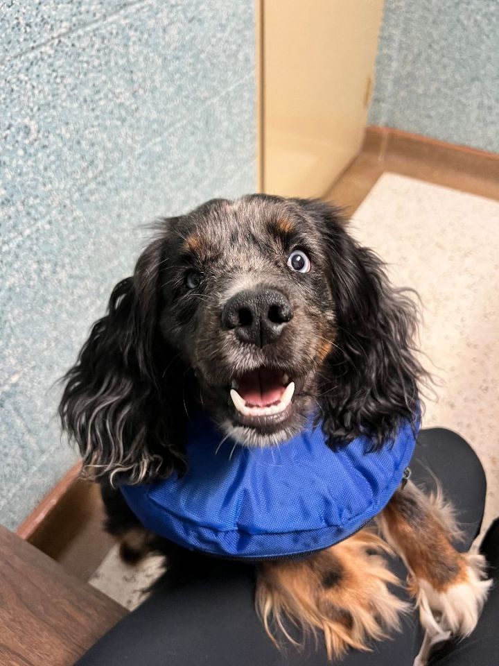Bodhi Blue , an adopted Cocker Spaniel Mix in Oklahoma City, OK_image-3