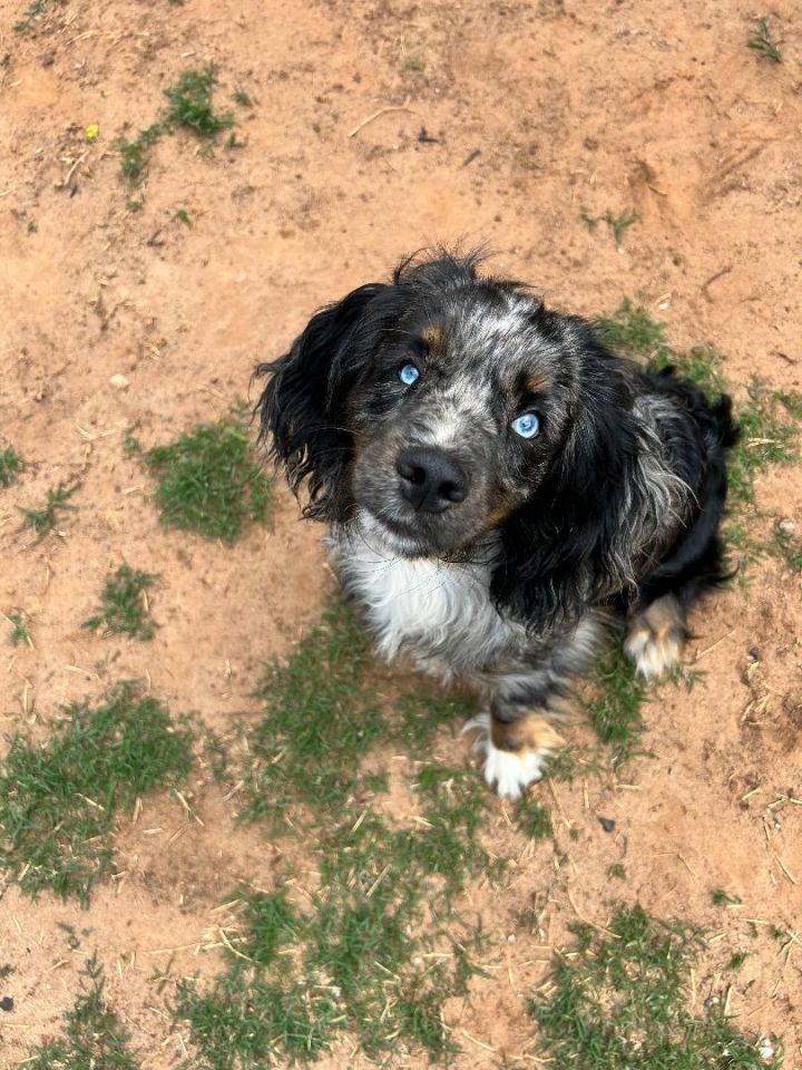 Bodhi Blue , an adopted Cocker Spaniel Mix in Oklahoma City, OK_image-5