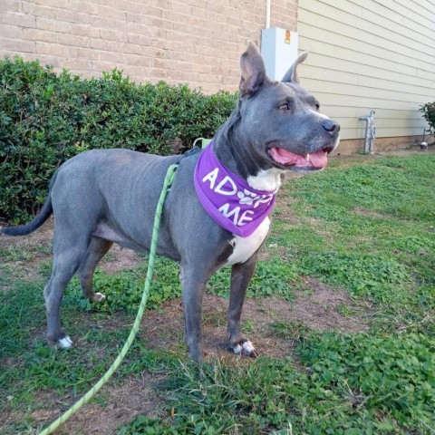 Navi, an adoptable Pit Bull Terrier in Houston, TX_image-1