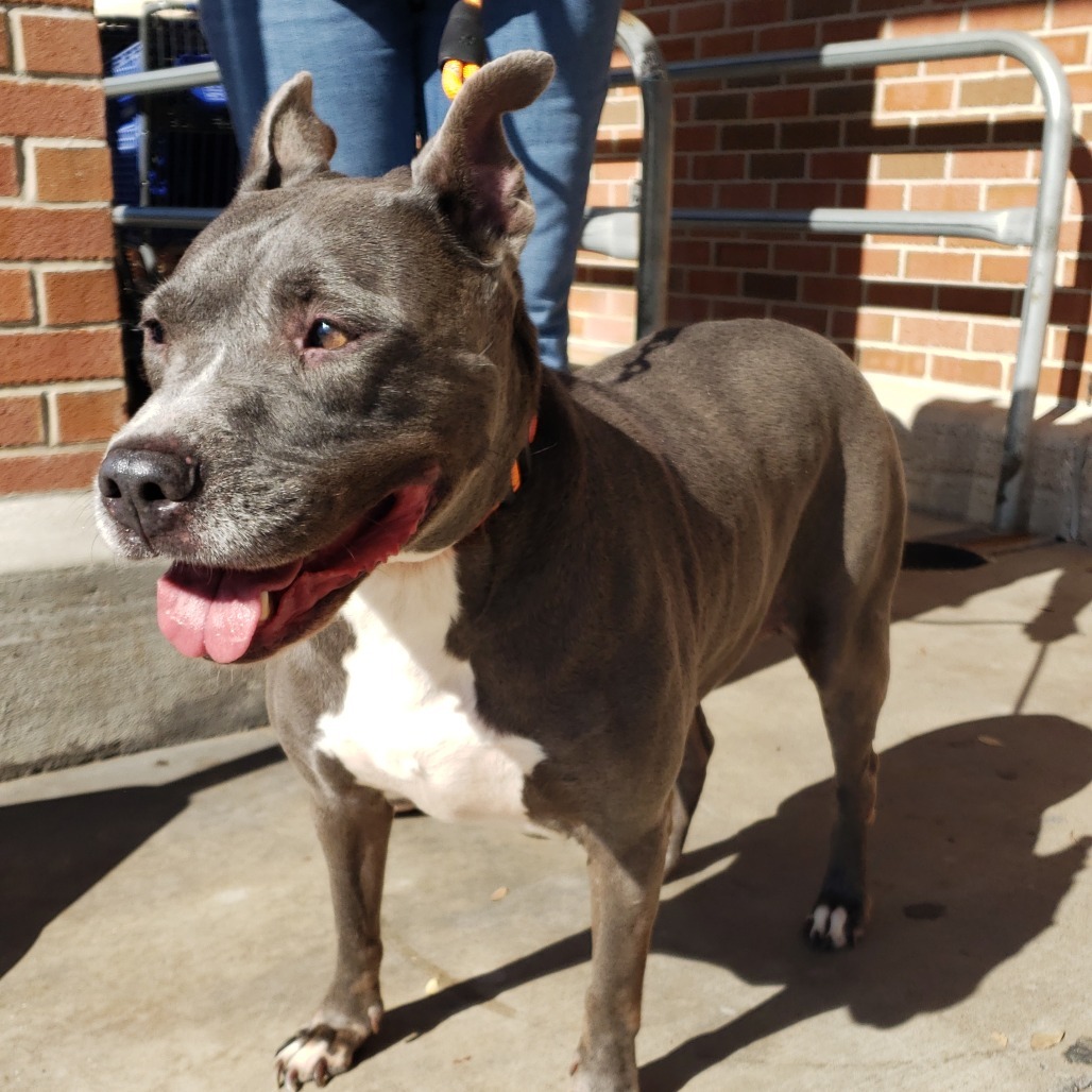 Navi, an adoptable Pit Bull Terrier in Houston, TX, 77070 | Photo Image 1