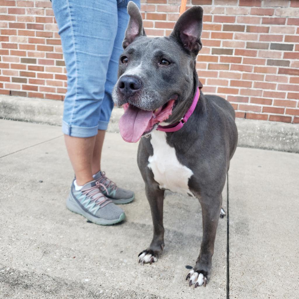 Navi, an adoptable Pit Bull Terrier in Houston, TX, 77070 | Photo Image 2