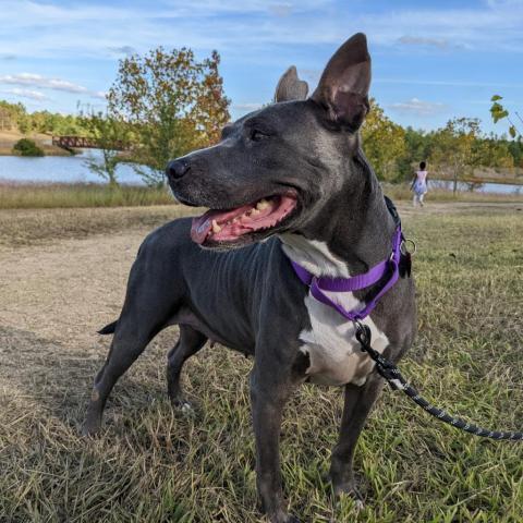 Navi, an adoptable Pit Bull Terrier in Houston, TX_image-3