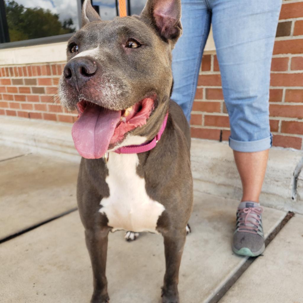 Navi, an adoptable Pit Bull Terrier in Houston, TX, 77070 | Photo Image 3