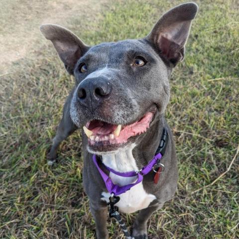 Navi, an adoptable Pit Bull Terrier in Houston, TX_image-4