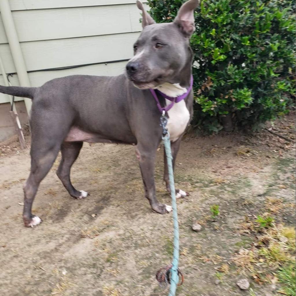 Navi, an adoptable Pit Bull Terrier in Houston, TX, 77070 | Photo Image 5