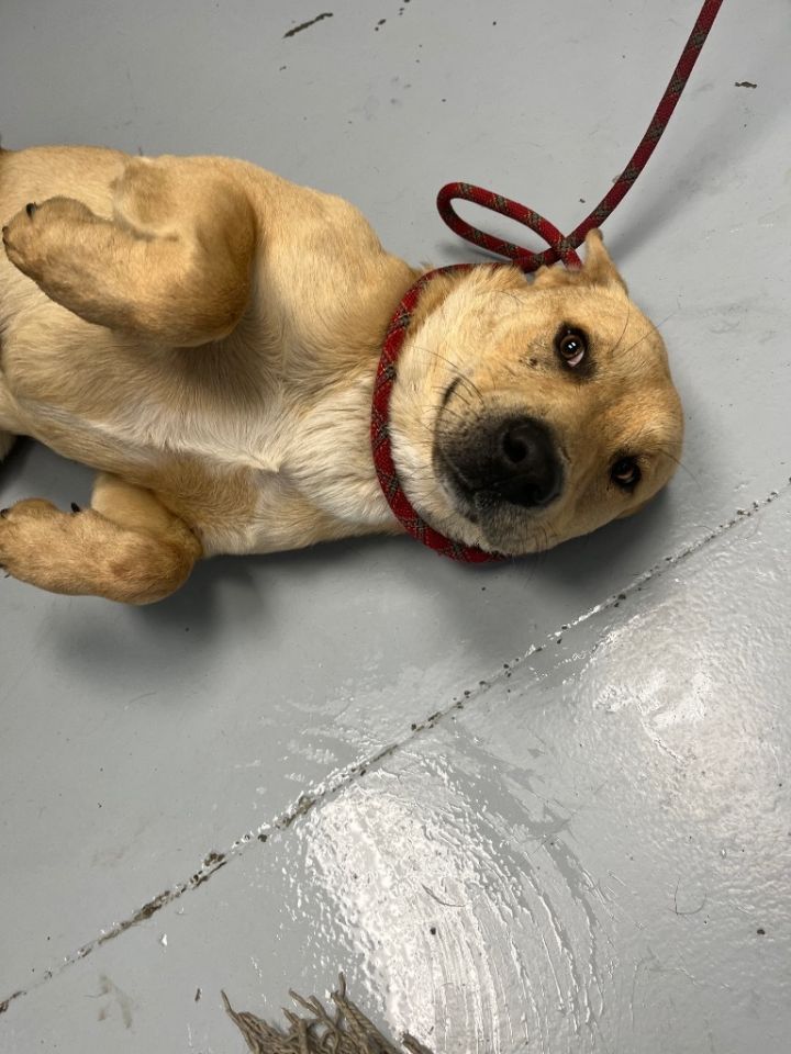 Barney, an adoptable Labrador Retriever Mix in Greenwood, MS_image-2