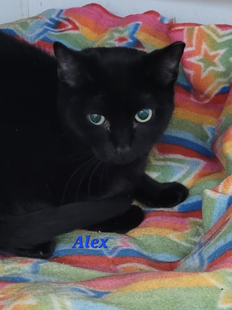 Alex, an adoptable Domestic Short Hair in Cedar Rapids, IA, 52404 | Photo Image 1