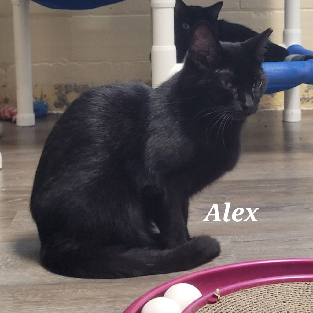 Alex, an adoptable Domestic Short Hair in Cedar Rapids, IA, 52404 | Photo Image 2