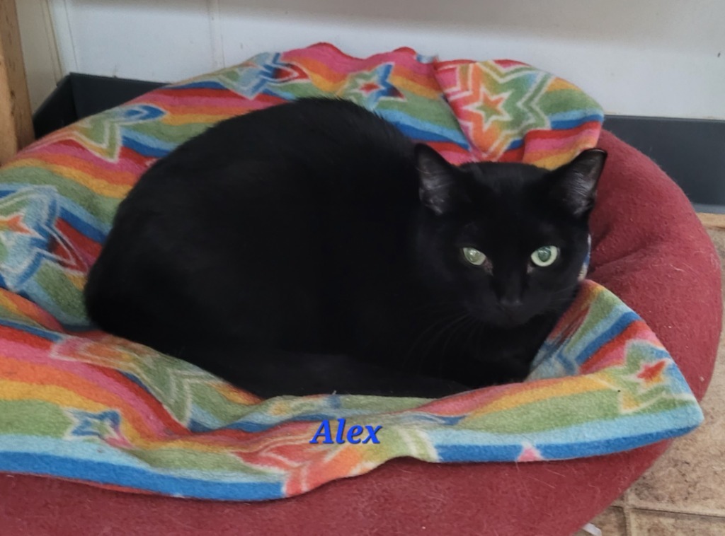 Alex, an adoptable Domestic Short Hair in Cedar Rapids, IA, 52404 | Photo Image 3