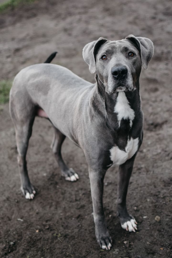 aborre Forbyde perspektiv Dog for adoption - Ava, a Great Dane & Pit Bull Terrier Mix in Longview, WA  | Petfinder