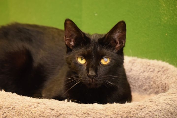 Inky, an adoptable Domestic Short Hair in West Union, OH_image-1