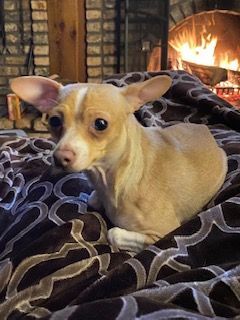 Alpen Glow, an adoptable Chihuahua in Rochester, MN_image-1