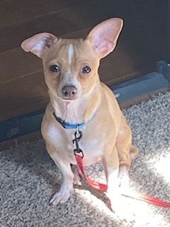 Alpen Glow, an adoptable Chihuahua in Rochester, MN_image-3