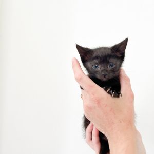 Moonpie & Sammy Domestic Short Hair Cat | Pets | New Orleans LA