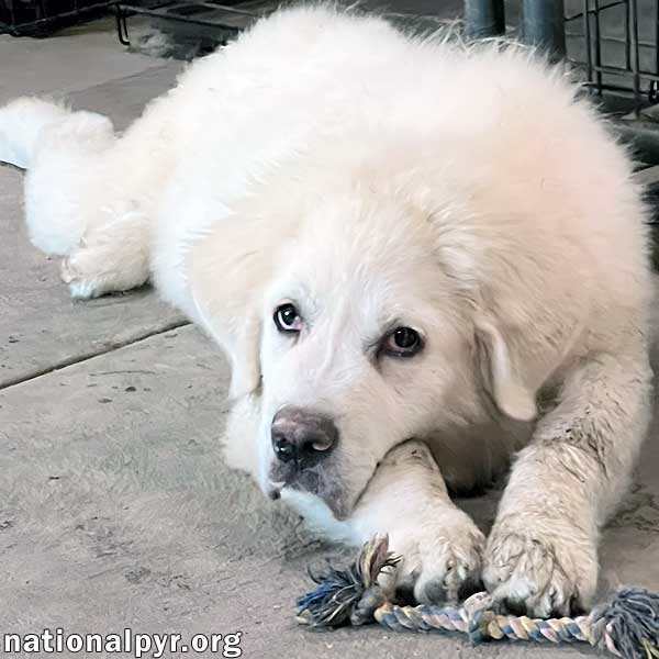 Cupid in OH - He's All Things PYR :)