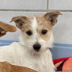 Matilda Mixed Breed Dog | Pets | New York NY | recycler.com