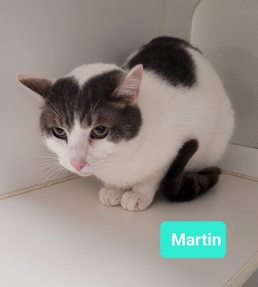 Martin, an adoptable Domestic Short Hair in Richmond, IN_image-2