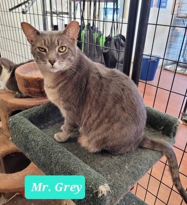 Mr. Grey, an adoptable Domestic Short Hair in Richmond, IN_image-1