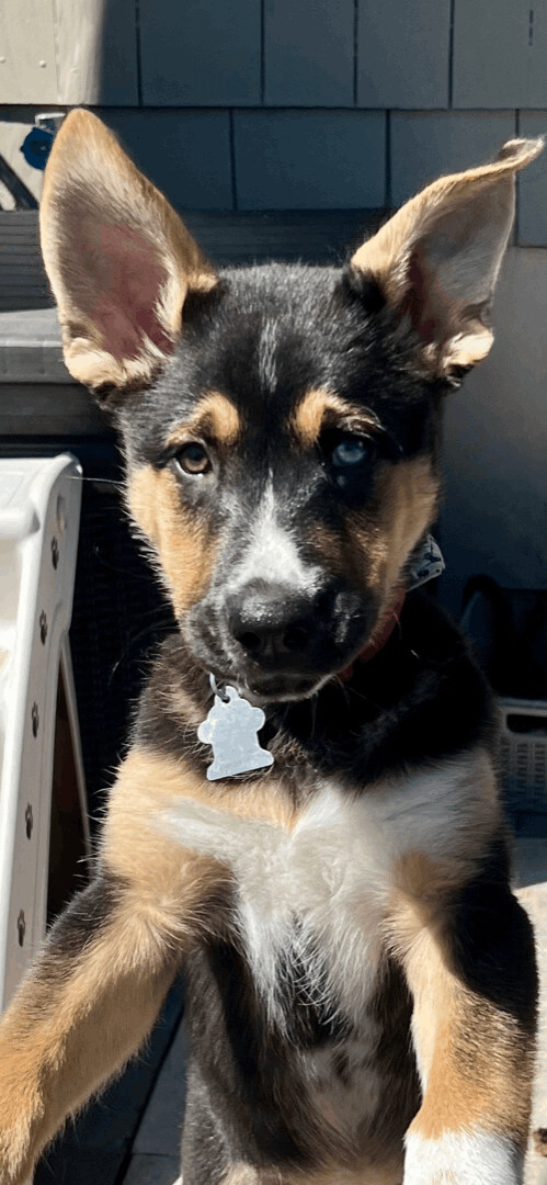 Koda, an adopted Shepherd Mix in Rochester, NY_image-5