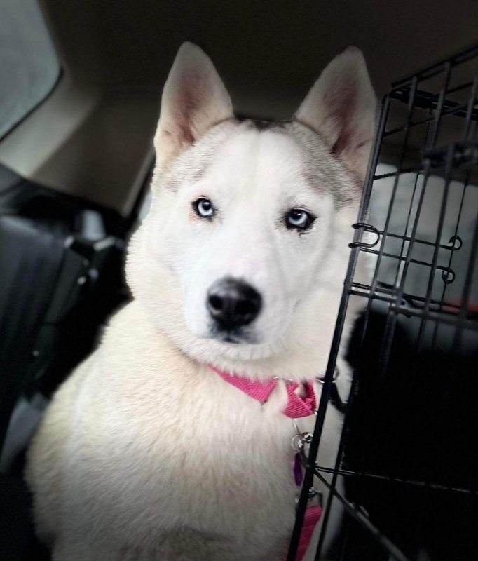 Cheyenne - ON HOLD - NO MORE APPLICATIONS, an adoptable Siberian Husky in Millersville, MD_image-2