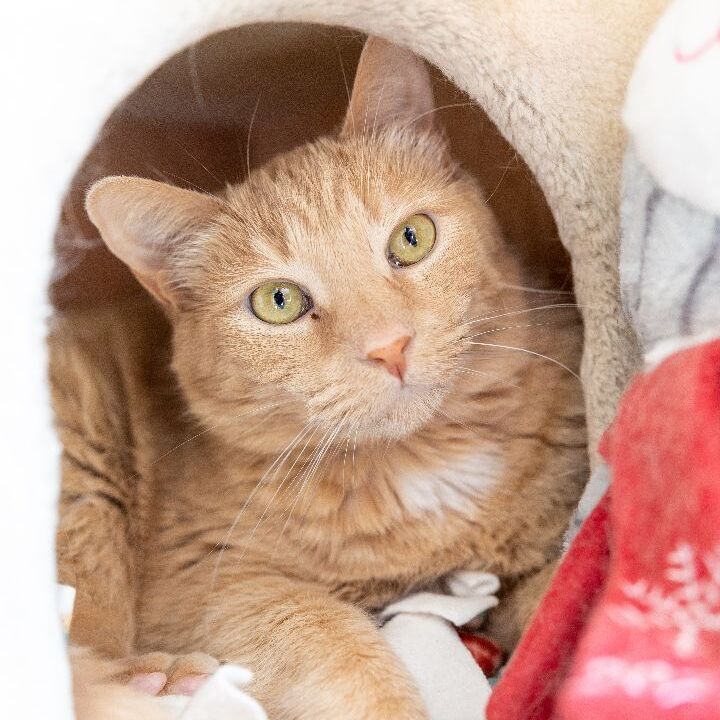 Shaggy, an adoptable Domestic Short Hair in Naperville, IL_image-2