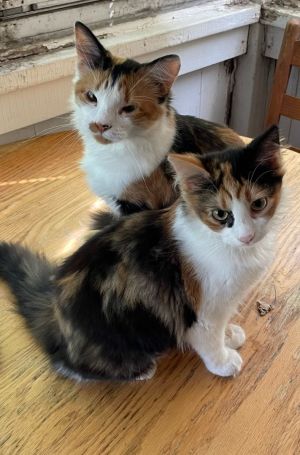 Olivia & Ophelia (bonded pair)