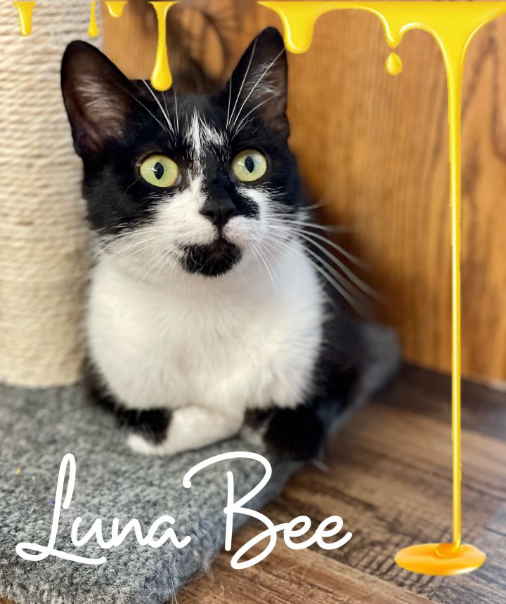 Luna Bee, an adoptable Domestic Short Hair in Kennett Square, PA_image-3