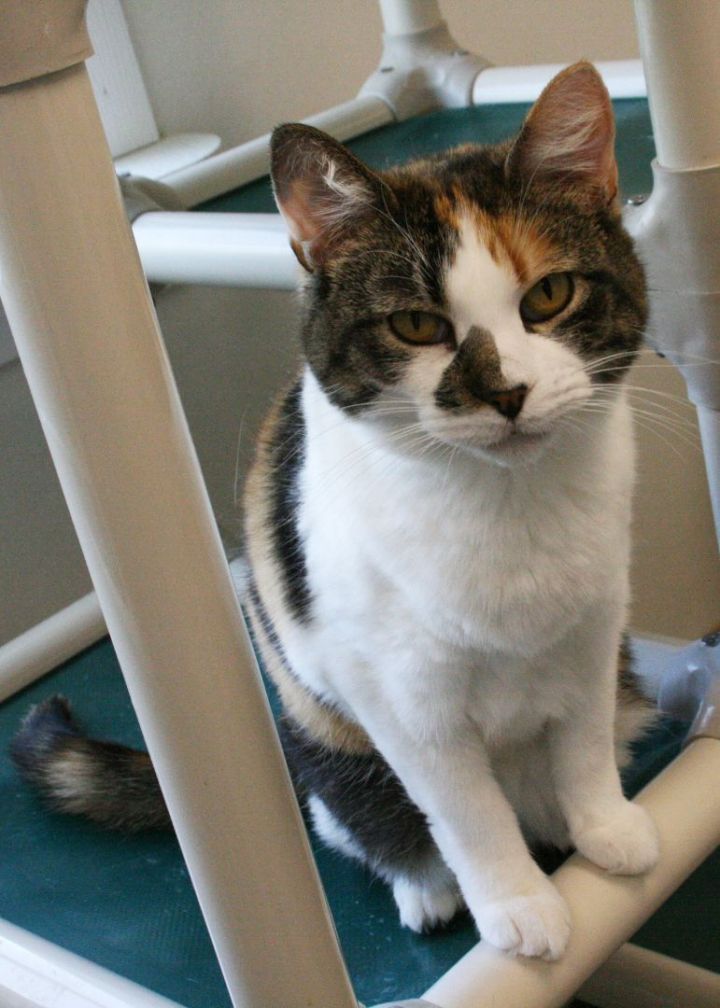 Dumpling, an adoptable Calico in Geneseo, IL_image-1