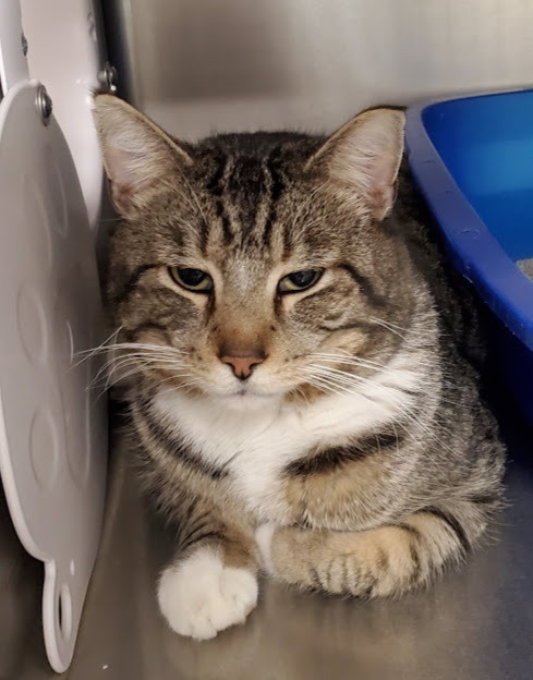 Kelso, an adoptable Tabby in Geneseo, IL_image-2