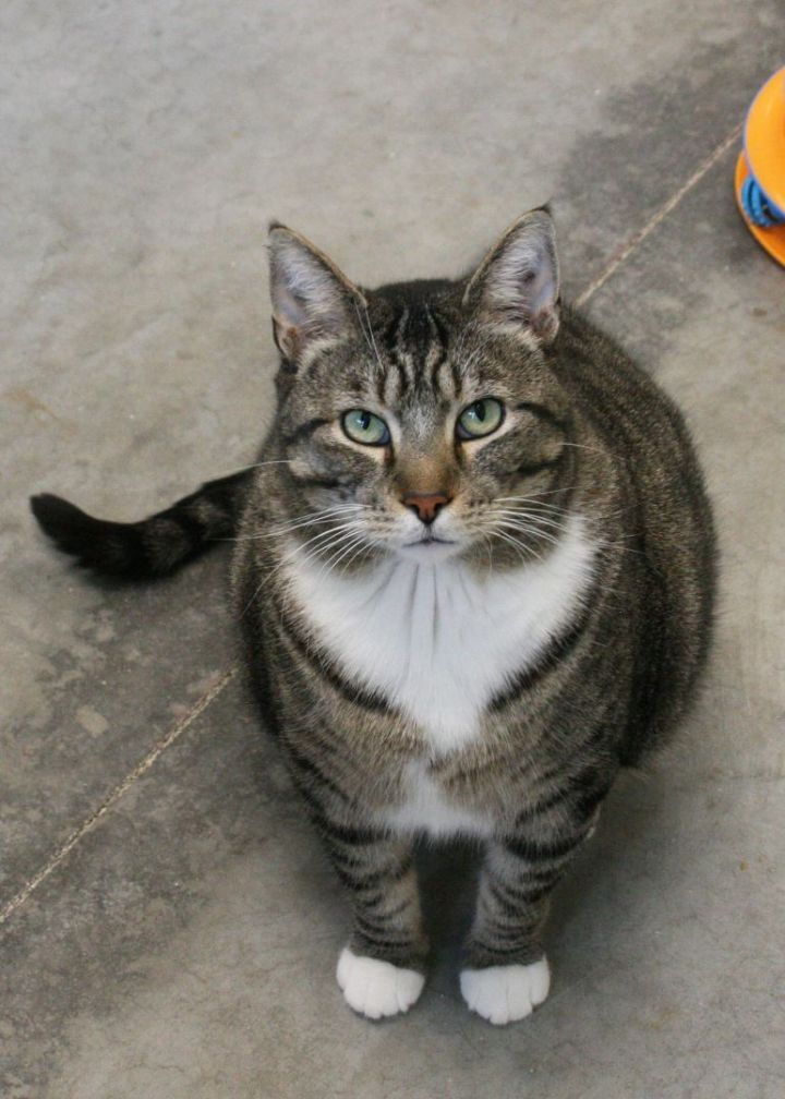 Kelso, an adoptable Tabby in Geneseo, IL_image-1