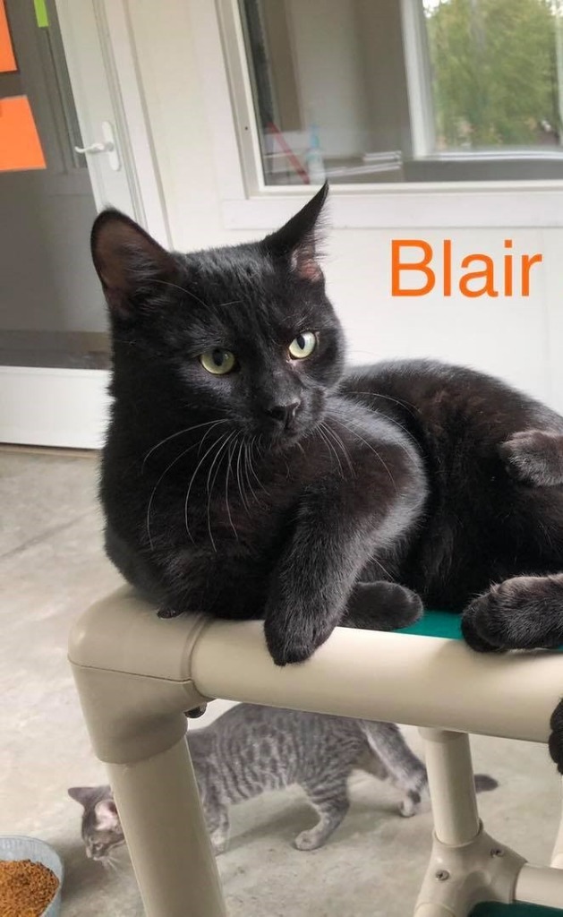Blair, an adoptable Domestic Short Hair in Geneseo, IL_image-2