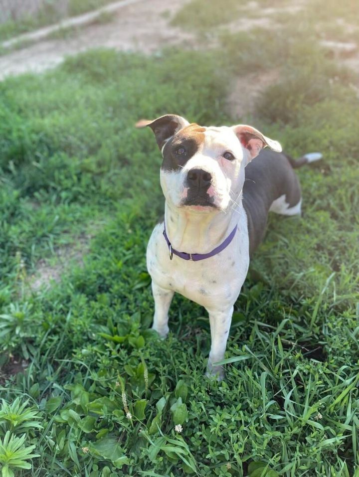 Dog for adoption - Sereniti, a Pit Bull Terrier in Geneseo, IL | Petfinder
