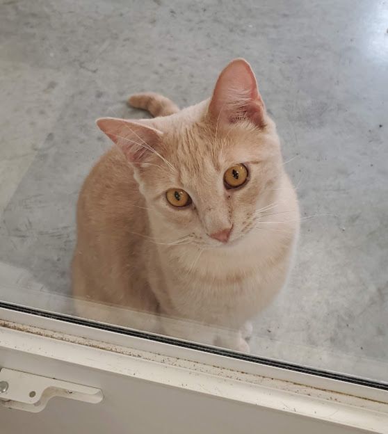 Nacho 1