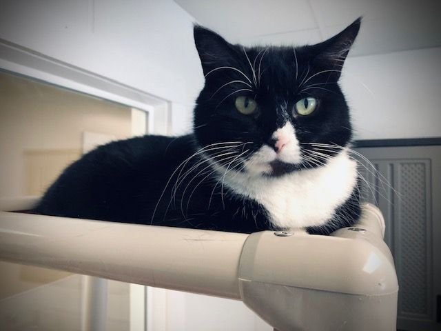 Bambi, an adoptable Domestic Short Hair in Geneseo, IL, 61254 | Photo Image 4