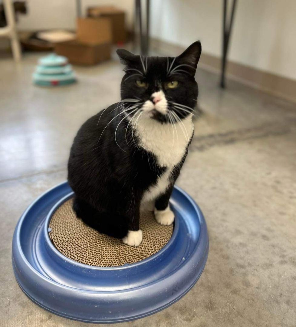 Bambi, an adoptable Domestic Short Hair in Geneseo, IL, 61254 | Photo Image 5