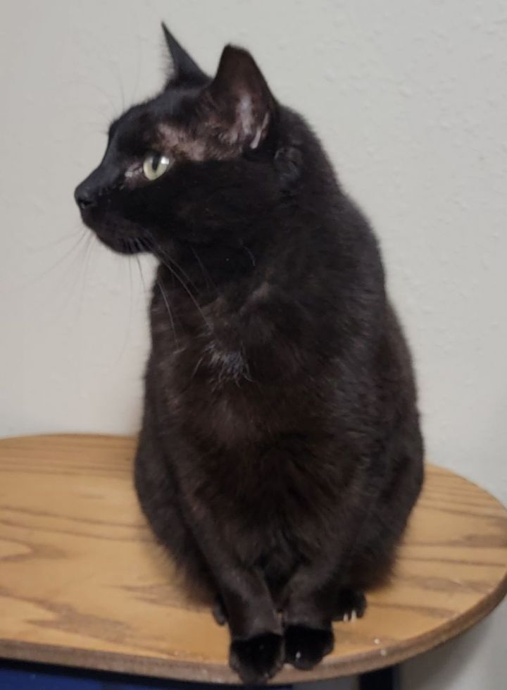 Darby, an adoptable Domestic Short Hair Mix in Americus, KS_image-2