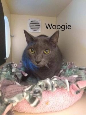 Photo of Woogie
