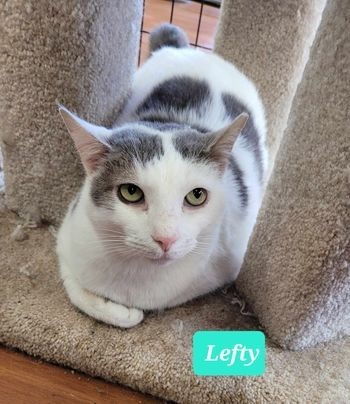 Lefty, an adoptable Domestic Short Hair in Richmond, IN_image-1