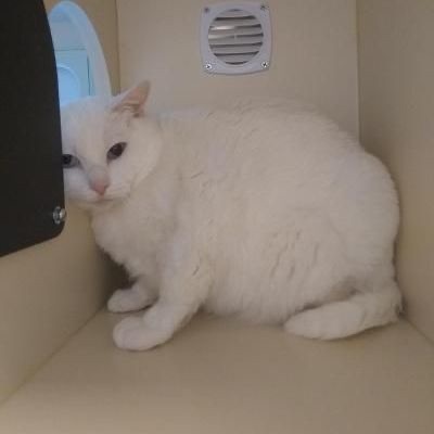 Snowball, an adopted Domestic Short Hair in Danbury, CT_image-5