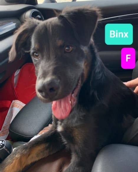 Binx, an adoptable Labrador Retriever & German Shepherd Dog Mix in Clear Lake, IA_image-1